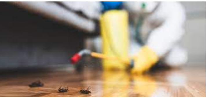 Bane of Insects: Extermination Experts post thumbnail image