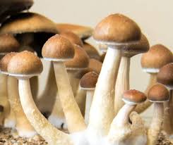 Exploring the World of Magic Mushrooms in DC post thumbnail image