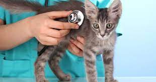 Cat Symptom Checker: A Valuable Tool for Feline Health Awareness post thumbnail image
