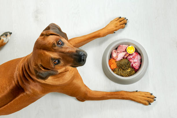 Raw Dog Food Explained: A Guide to Optimal Canine Nutrition post thumbnail image