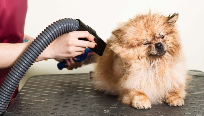 Best Dog Blow Dryers for Your Furry Friend post thumbnail image