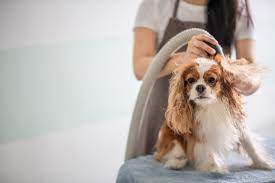 The Eco-warm and friendly Dog Blow Dryer: An Assessment post thumbnail image